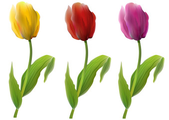 Naklejka premium Set of colored isolated realistic tulips. Vector illustration.
