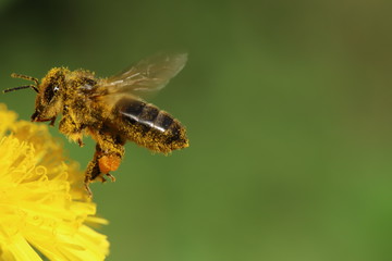 Bee collecting pollen