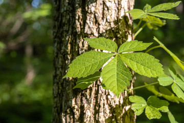 Obraz premium Green Leaves on a Tree