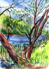 The shore of a pond with an old willow and houses in the distance, watercolor illustration. Landscape of the park Izmailovo in Moscow, hand drawing, sketch.