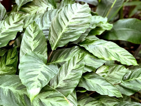 Fototapeta Big leaves of tropical flowers, closeup  