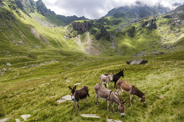 Donkey grazing on the grass in the Carpathian mountains