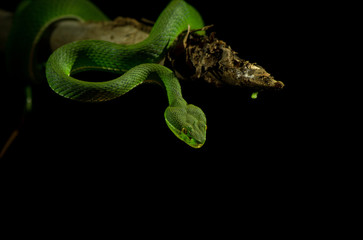 Green pit viper on black background