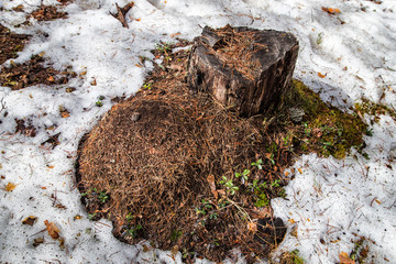 Ant hill in a pine forest in early spring