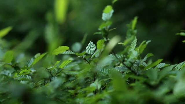 Green leaves in the wind , forest background
