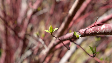 Spring leaves on a tree branch