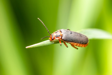 Cantharis Rustica