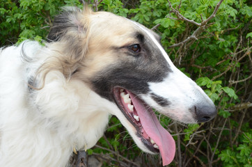 Face portrait in side view of a young Borzoi with a dark face mask