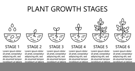 Plant growth stages infographics. Line art icons. Planting instruction template. Linear style illustration isolated on white. Planting fruits, vegetables process. 