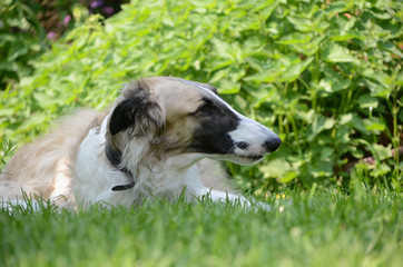 Boirzoi dog rests on a lawn with many nettles in the background.