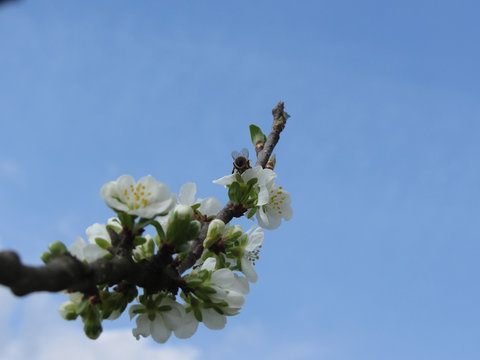 Blossoming plum against the blue sky . Bee impollinates flower . Tuscany, Italy
