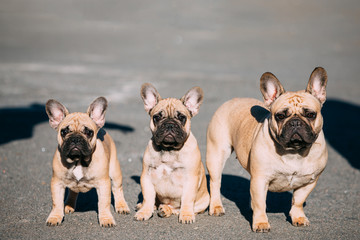 Three Funny Lovely French Bulldogs Dogs Puppies Outdoor
