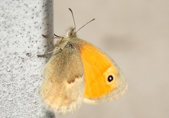 Obraz premium butterfly on the fence 