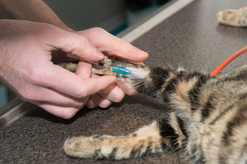 Pose d'un cathéter sur la patte du chat