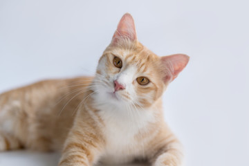 Cats are suspicious of what lies ahead.