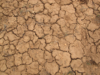 Red, Dry Desert Mud with Pebbles, Wild Grass and Pine Needles
