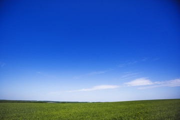 Fototapeta premium Green field and blue sky. Russia