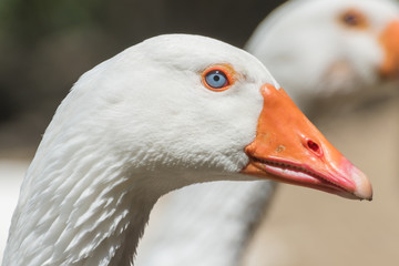 Goose with azure eyes