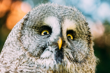 The great grey owl or great gray owl Strix nebulosa is a very 