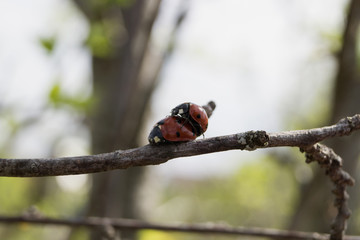 Fototapeta na wymiar Two ladybug mating on the green background