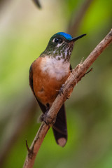 Hummingbird(Trochilidae)Flying gems ecuador