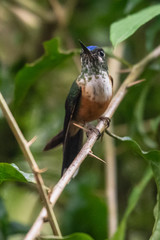 Hummingbird(Trochilidae)Flying gems ecuador