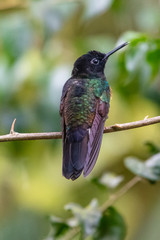 Hummingbird(Trochilidae)Flying gems ecuador