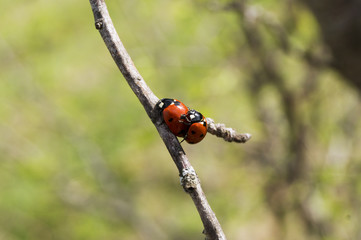 Two ladybug mating on the green background