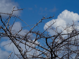 Thorny Bushes in the Sky