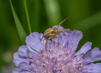 Veränderliche Krabbenspinne sitzt auf Scabiosenblüte