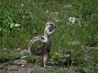Ground Squirrel Standing
