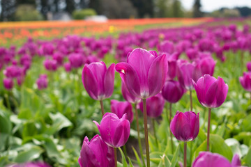 beautiful purple tulips