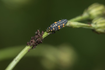 Marienkäferlarve frisst eine Blattlaus