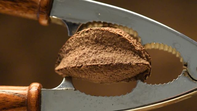 Bertholletia excelsa Cascanueces Casse-noix Dziadek do orzech&oacute;w Nuez amaz&oacute;nica Nutcracker video  avellana del Brasil Schiaccianoci P&auml;hkin&auml;ns&auml;rkij&auml; esine Nussknacker Hrestač orodje Brazil nut