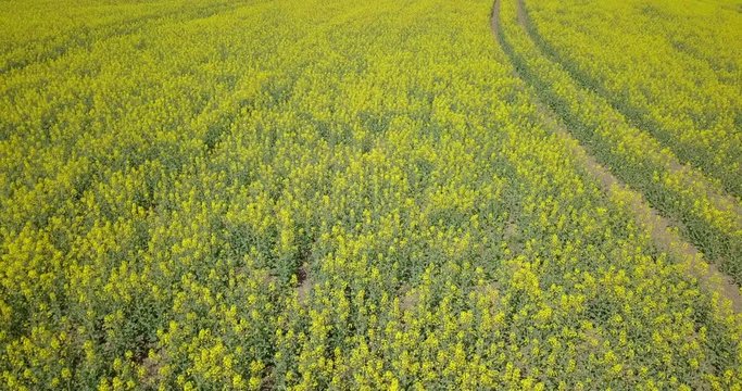 Aerial of canola field in bloom druing spring scene yellow saturated landscape