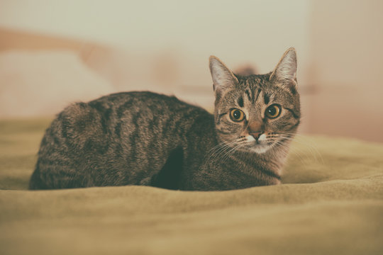 Photo of beautiful young cat lying on the bed.