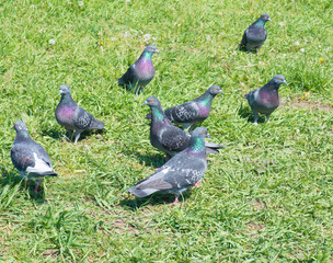 Flock of pigeons on the green grass