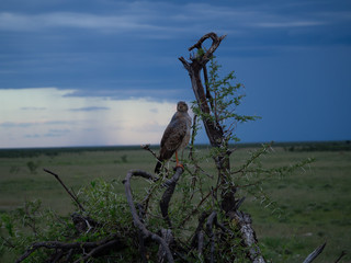 Flying Predator
