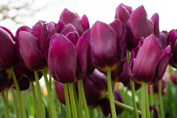 beautiful purple tulips