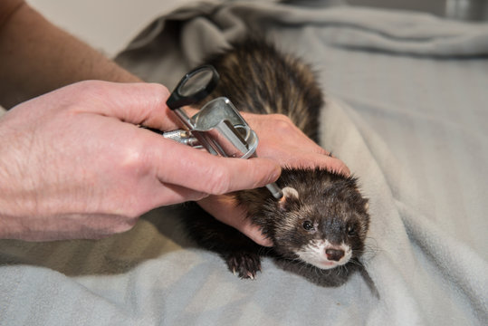 La consultation v&eacute;t&eacute;rinaire pour le furet,  nacs,  est tr&egrave;s importante pour la sant&eacute; de cet animal de compagnie carnivore le furet aime les cachettes dans sa cage.