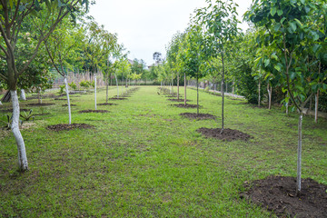 Newly planted trees in a row. Nature