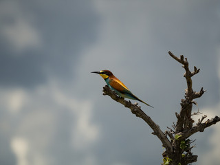 Colorful Bird