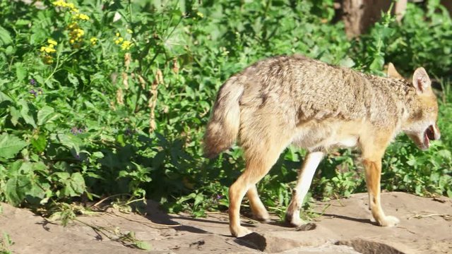 Hungry wild golden jackal running in green forest. Canis aureus golden wolf hunting in national park