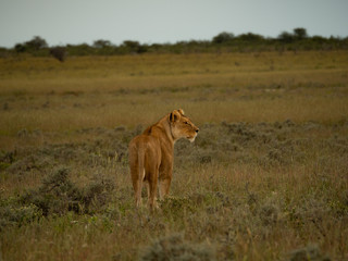 Naklejka premium Female Lion in the Sunset