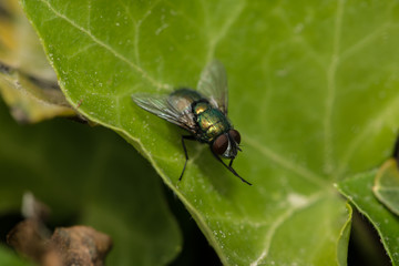 Echte Fliege sitzt auf einem Blatt