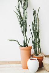 Succulent cactus in flowerpot at white wall. Minimal home design interior concept.