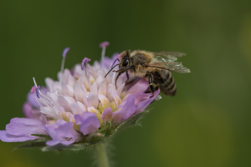 Biene sammelt Nektar an einer Scabiose