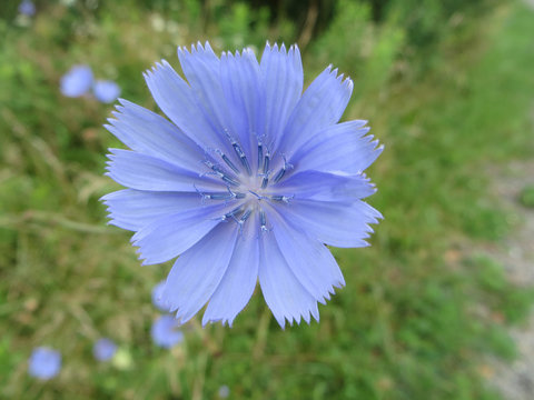 Blue Wildflower in Summer