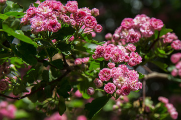 Bush with pink flowers in bloom in spring.beautiful background.