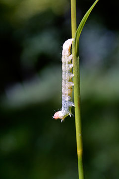 Small Caterpillar on Grass Stem in Summer